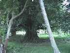 tree2.jpg (3865 Byte)