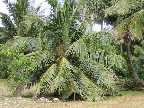 palmtree.jpg (5027 Byte)